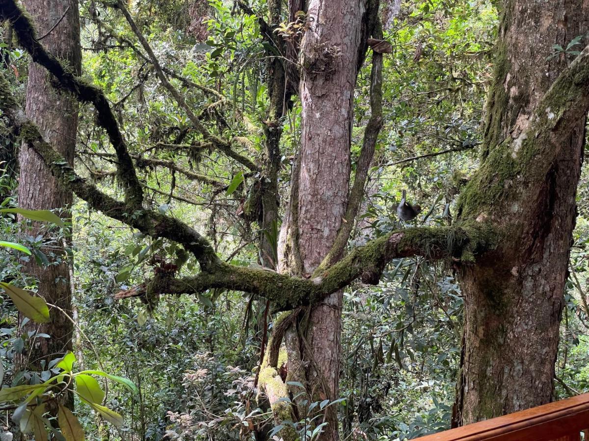 La Bromelia/Cabana De Montana, Cerro De La Muerte. Villa Cartago Exterior photo